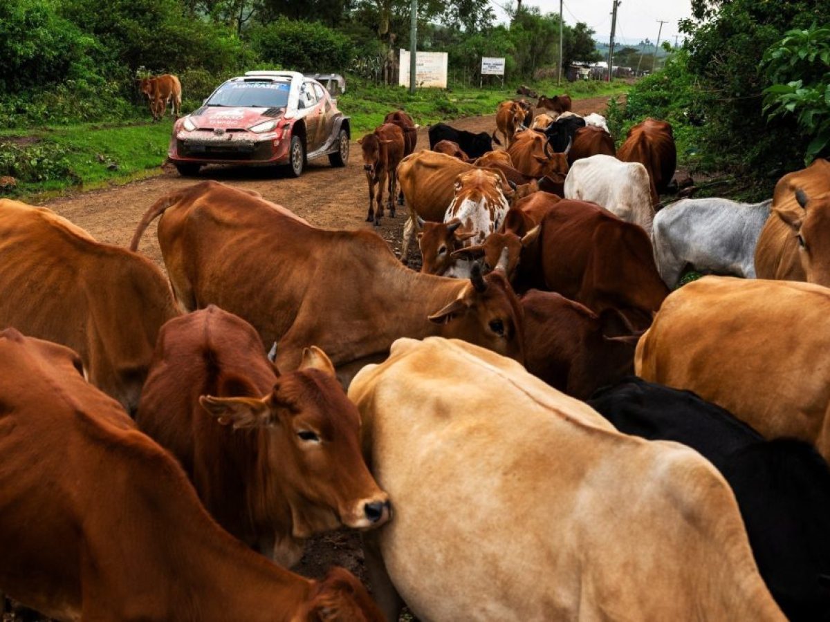 WRC, Κένυα: Παρθενική νίκη Κατσούτα