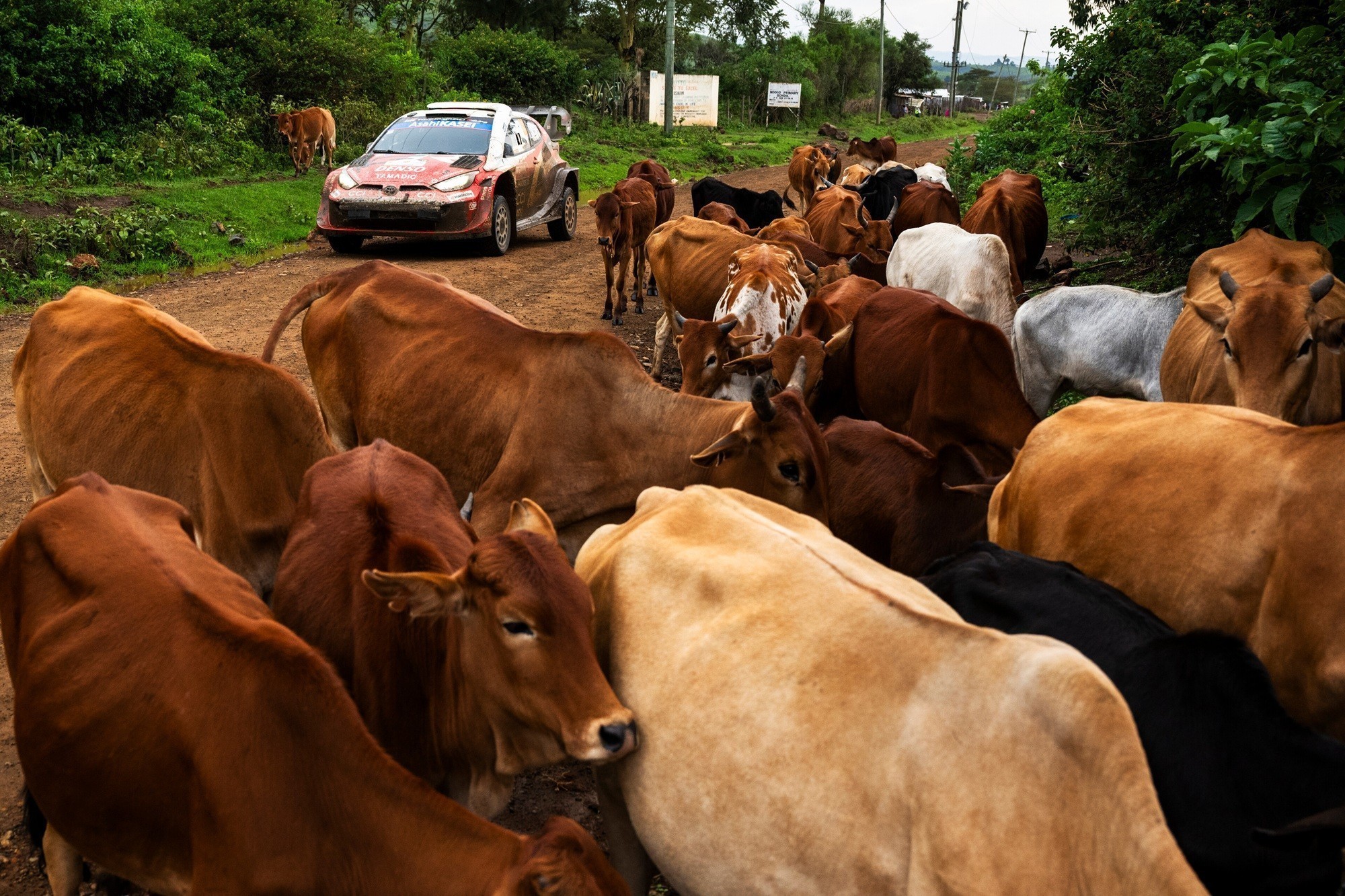 WRC-kenia-partheniki-niki-katsouta